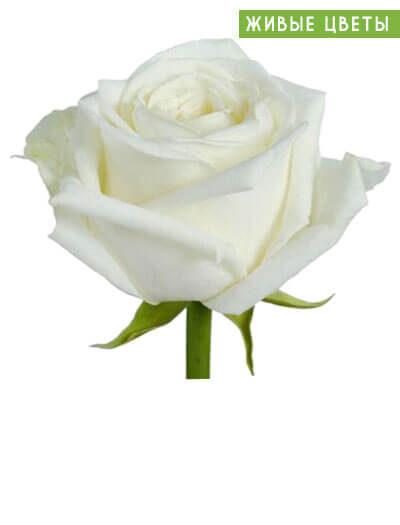 Белые розы на похороны